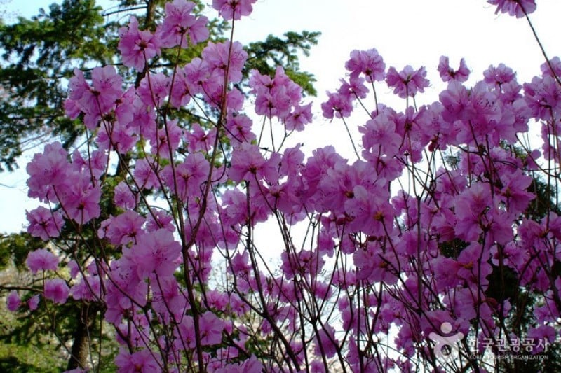 Namsan Park - Seoul  (7/29)