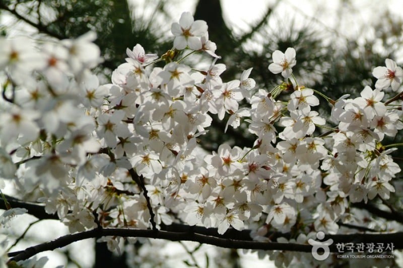 Namsan Park - Seoul  (11/29)