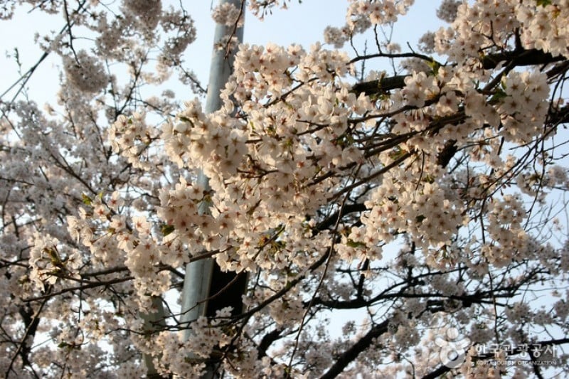 Yeongdeungpo Yeouido Spring Flower Festival (1/14)