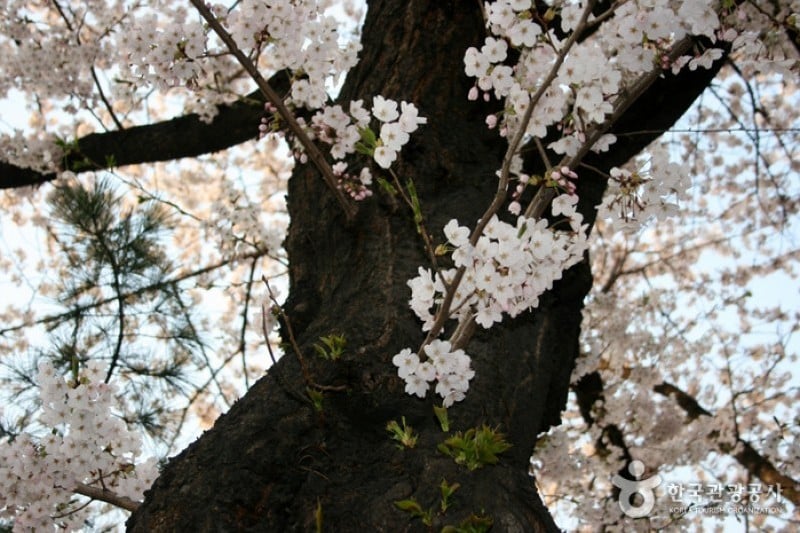 Yeongdeungpo Yeouido Spring Flower Festival (2/14)