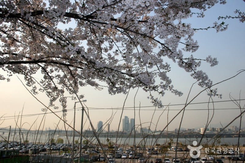 Yeongdeungpo Yeouido Spring Flower Festival (3/14)
