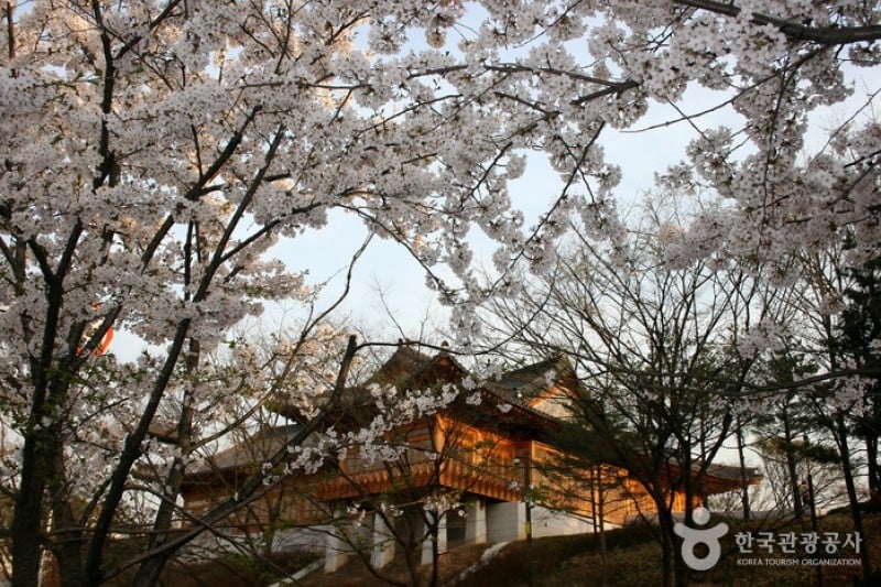 Yeongdeungpo Yeouido Spring Flower Festival (4/14)