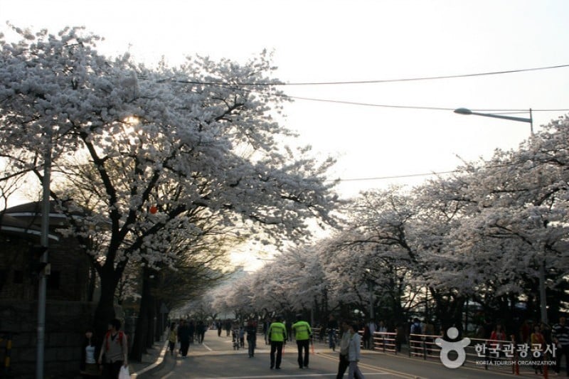 Yeongdeungpo Yeouido Spring Flower Festival (5/14)
