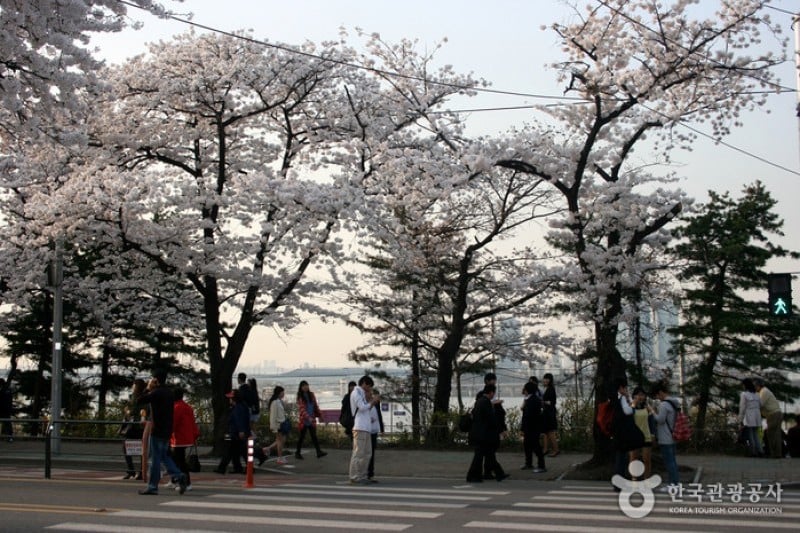 Yeongdeungpo Yeouido Spring Flower Festival (6/14)