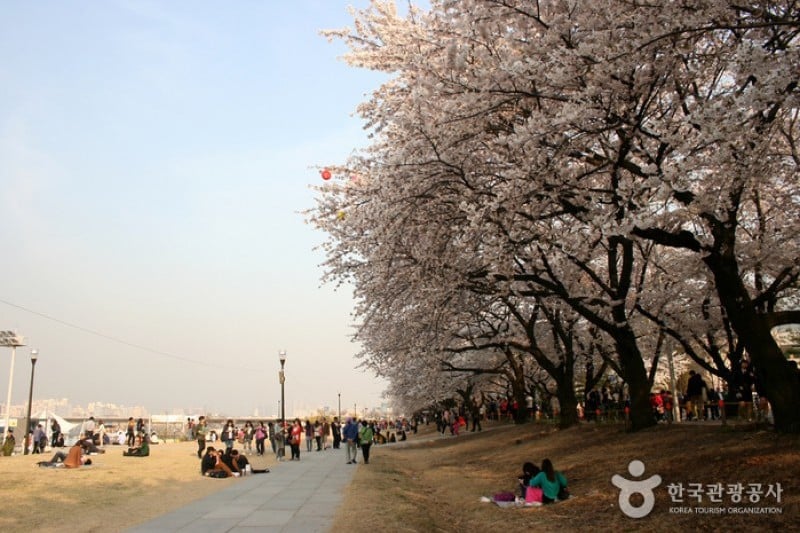 Yeongdeungpo Yeouido Spring Flower Festival (7/14)