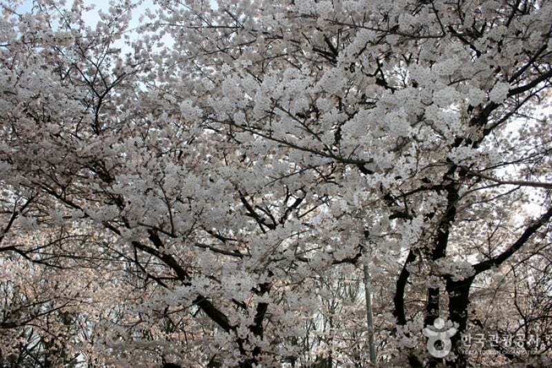 Yeongdeungpo Yeouido Spring Flower Festival (8/14)