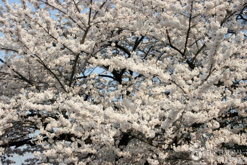 Yeongdeungpo Yeouido Spring Flower Festival (9/14)