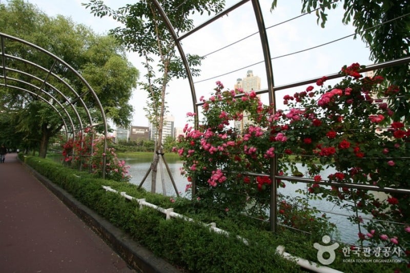 Songpa Naru Park  (11/18)