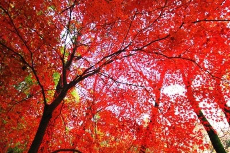 Gwanaksan Mountain  (3/7)