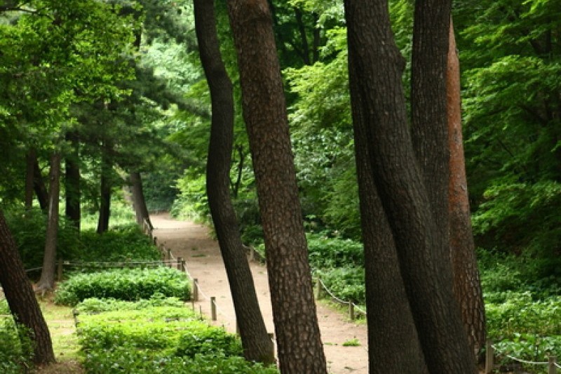Hongneung Arboretum  (2/5)