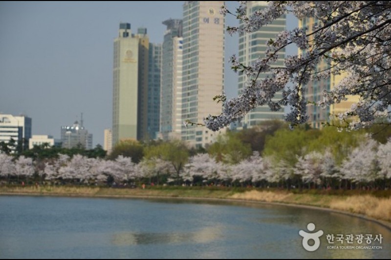 Seokchon Lake Cherry Blossom Festival  (1/8)