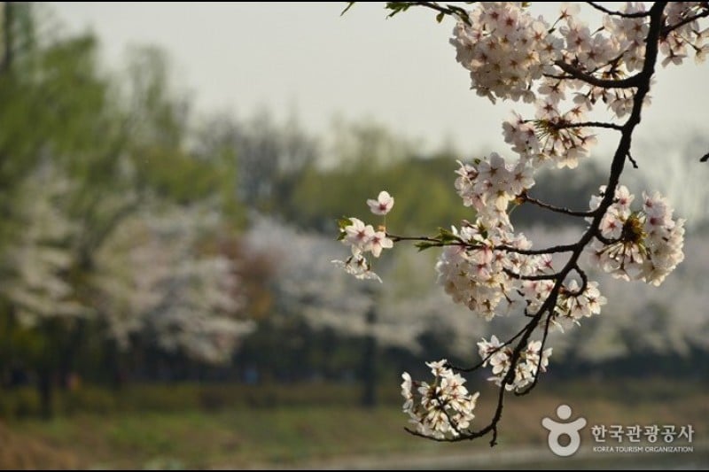 Seokchon Lake Cherry Blossom Festival  (2/8)