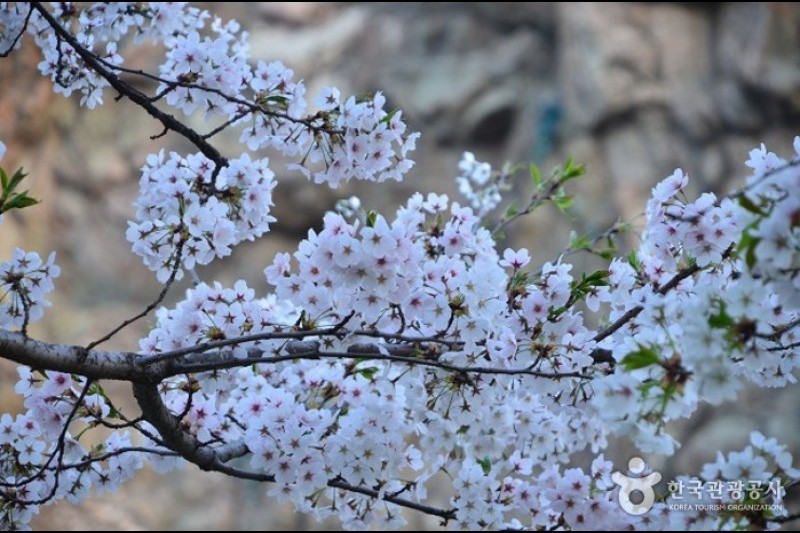 Seokchon Lake Cherry Blossom Festival  (3/8)
