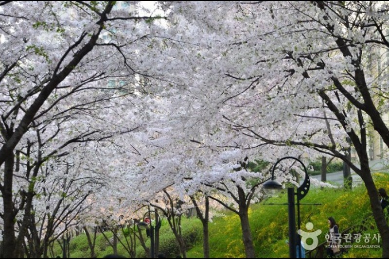 Seokchon Lake Cherry Blossom Festival  (4/8)