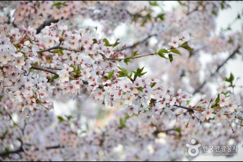 Seokchon Lake Cherry Blossom Festival  (5/8)