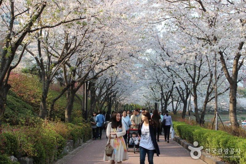 Seokchon Lake Cherry Blossom Festival  (6/8)