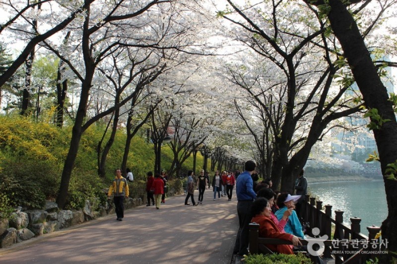 Seokchon Lake Cherry Blossom Festival  (8/8)