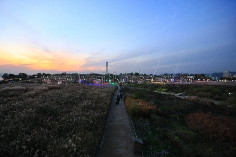 Seoul Eulalia Festival  (8/17)