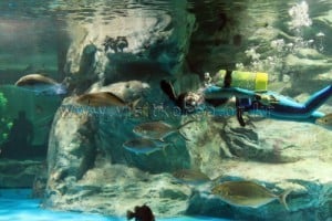 63 Sea World 