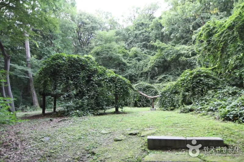 Daraenamu Tree in Changdeokgung Palace (창덕궁 다래나무) (1/7)