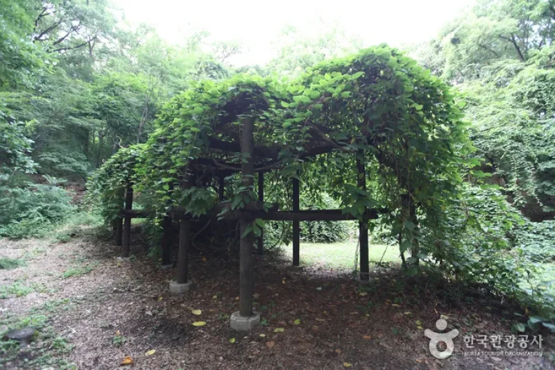 Daraenamu Tree in Changdeokgung Palace (창덕궁 다래나무) (2/7)