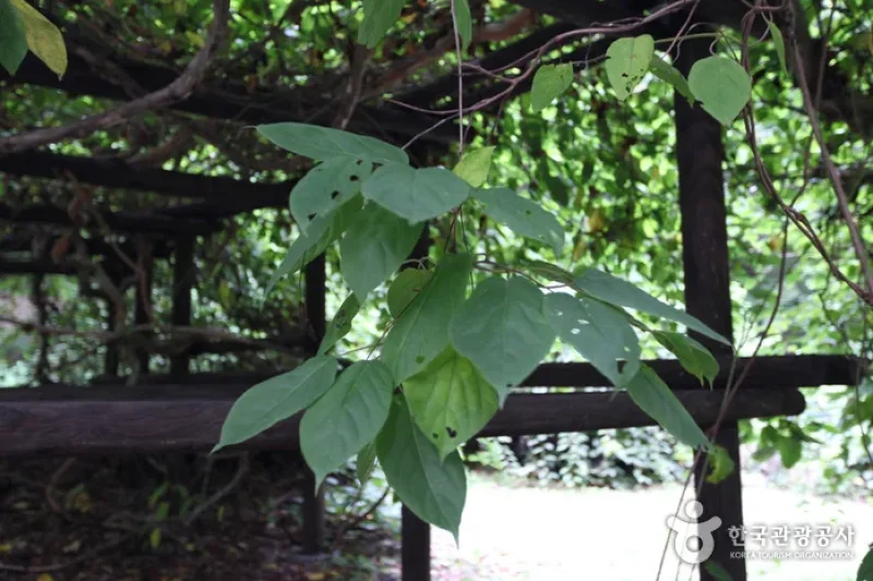 Daraenamu Tree in Changdeokgung Palace (창덕궁 다래나무) (3/7)