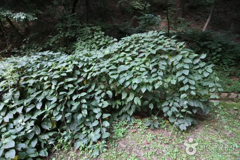 Daraenamu Tree in Changdeokgung Palace (창덕궁 다래나무) (4/7)