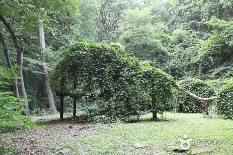 Daraenamu Tree in Changdeokgung Palace (창덕궁 다래나무) (5/7)