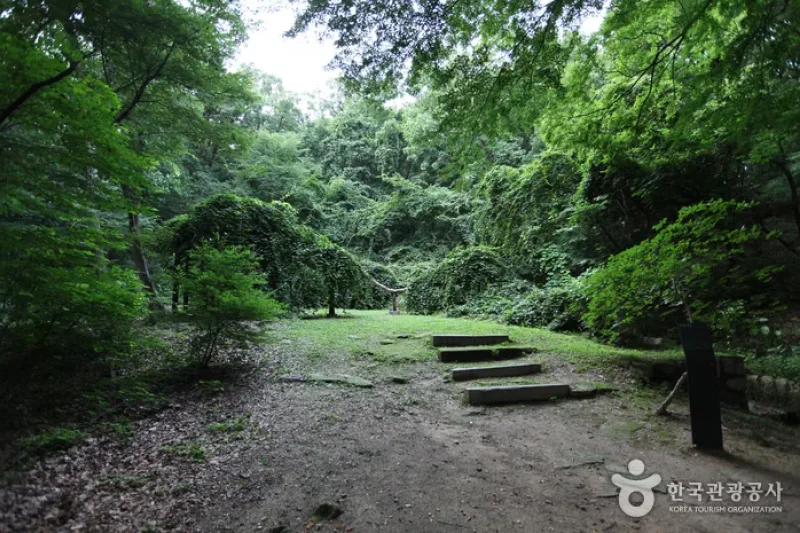Daraenamu Tree in Changdeokgung Palace (창덕궁 다래나무) (6/7)