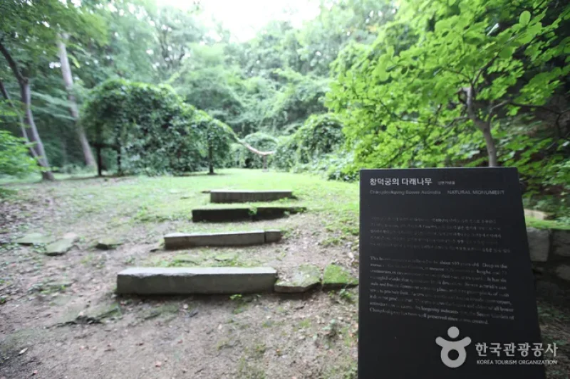 Daraenamu Tree in Changdeokgung Palace (창덕궁 다래나무) (7/7)