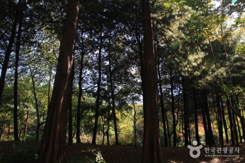 Bonghwasan Mountain (Seoul) (봉화산 (서울)) (2/5)