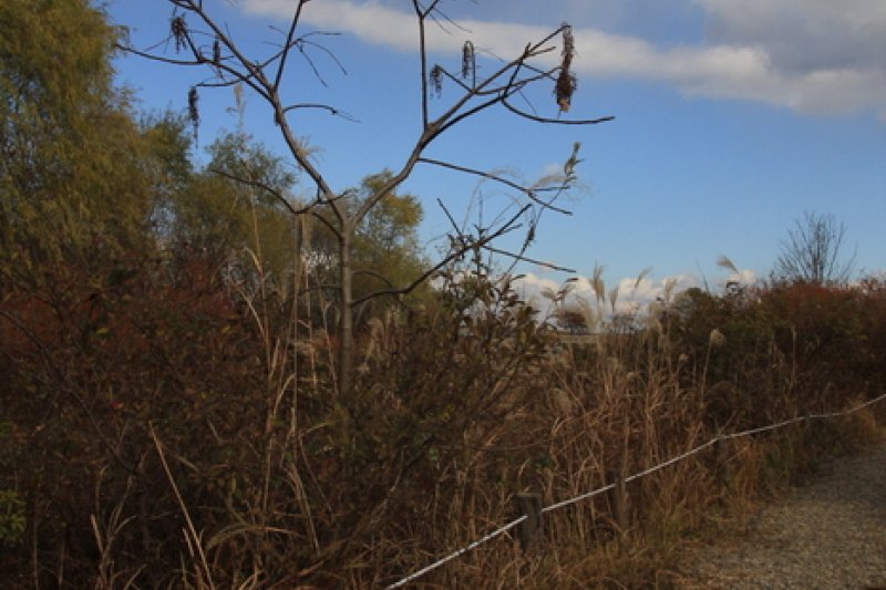 Godeok-dong Eco-scape Preservation Area  (5/5)