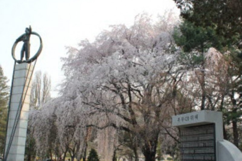 Seoul National Cemetery Event with Weeping Cherry Blossoms  (1/5)