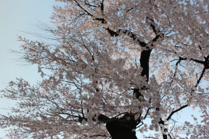 Seoul National Cemetery Event with Weeping Cherry Blossoms  (3/5)