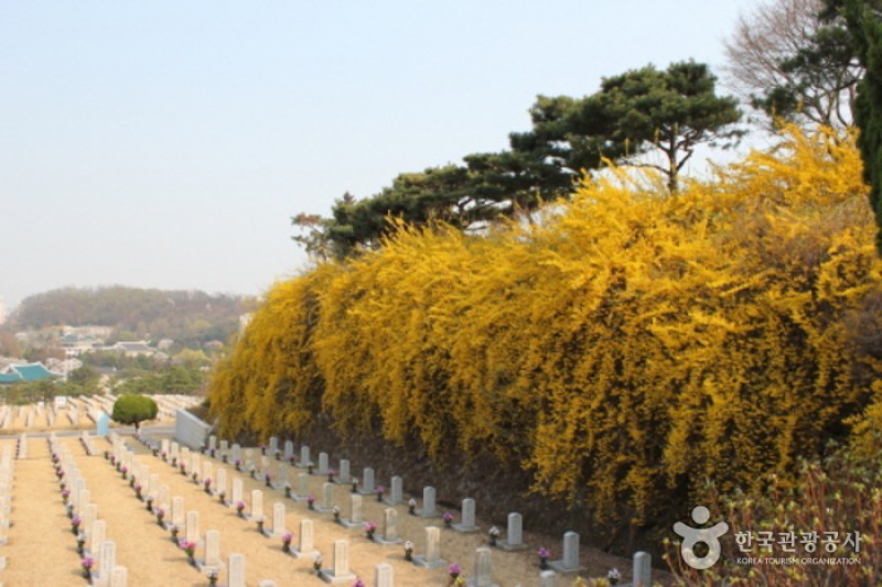 Seoul National Cemetery Event with Weeping Cherry Blossoms  (4/5)