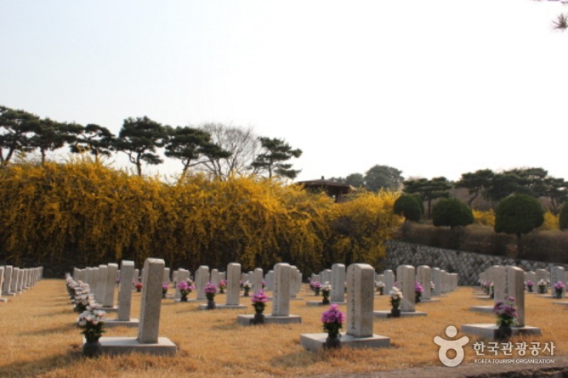 Seoul National Cemetery Event with Weeping Cherry Blossoms  (5/5)