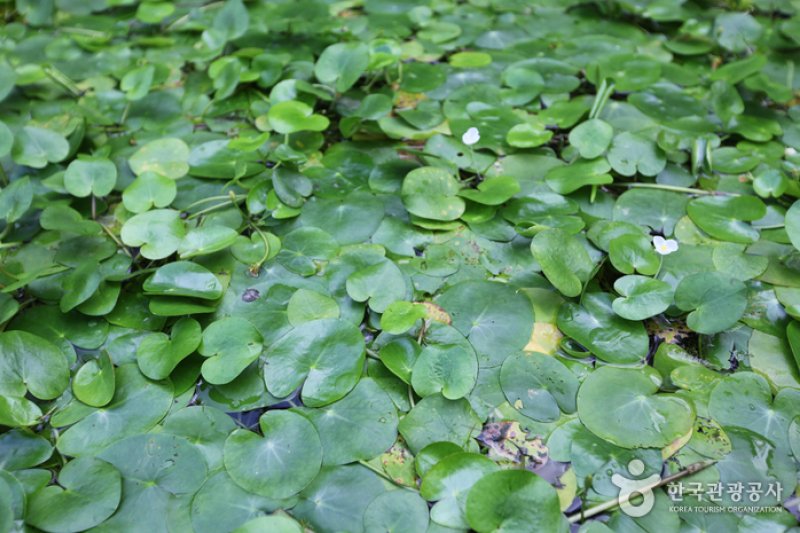 Gildong Ecological Park (길동 자연생태공원) (3/8)