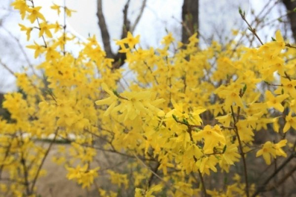 Eungbongsan Mountain Forsythia Festival