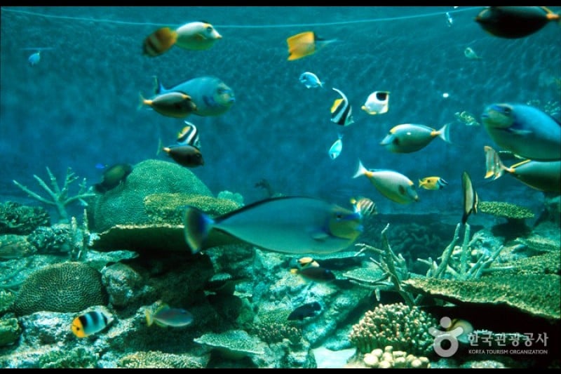 COEX Aquarium (4/8)