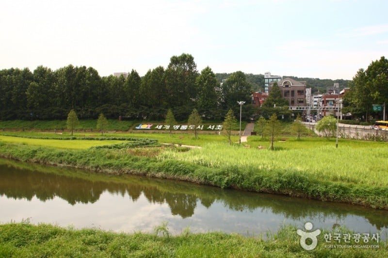 Yangjae Citizens' Park  (66/85)