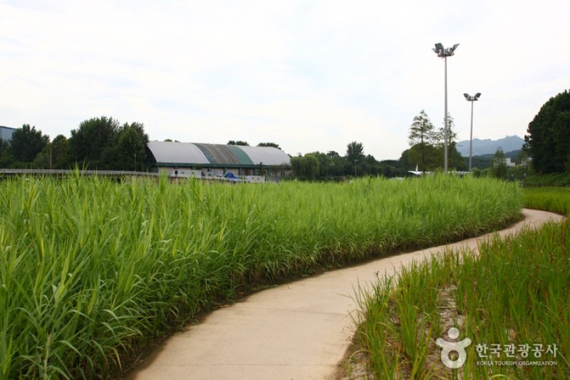 Yangjaecheon Stream Trail (양재천길) (8/9)