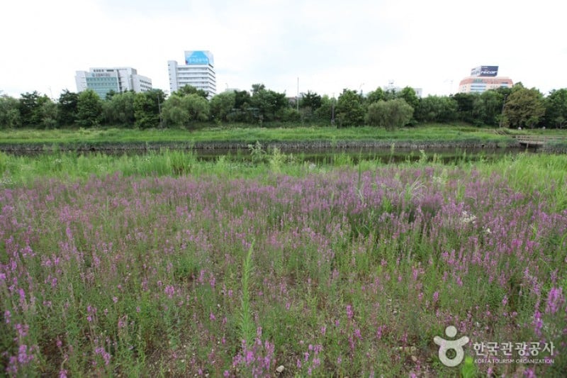 Yeouido Saetgang Ecological Park (여의도샛강생태공원) (3/12)