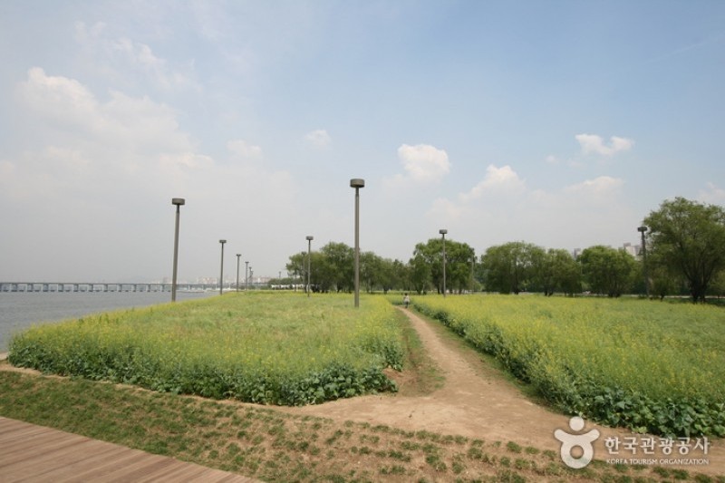 Hangang Seoraeseom Canola Festival  (1/6)