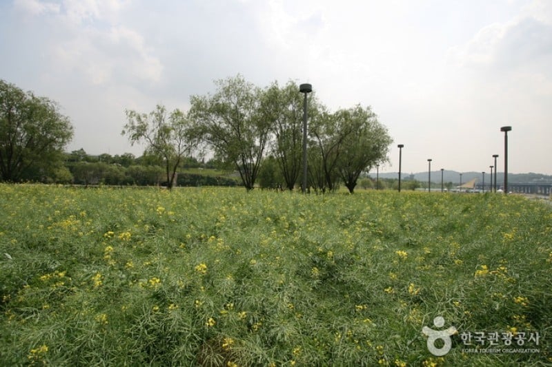 Hangang Seoraeseom Canola Festival  (2/6)