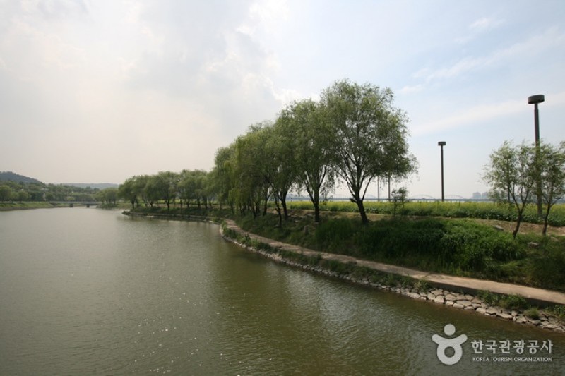 Hangang Seoraeseom Canola Festival  (3/6)