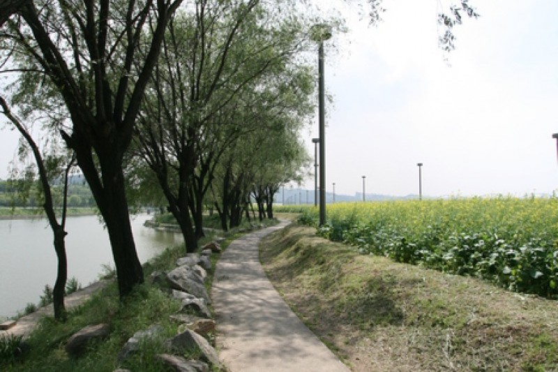 Hangang Seoraeseom Canola Festival  (4/6)