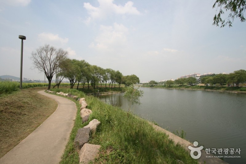 Hangang Seoraeseom Canola Festival  (6/6)