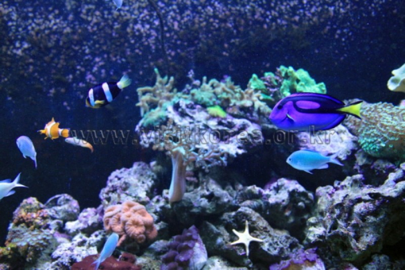 63 Sea World  (2/5)
