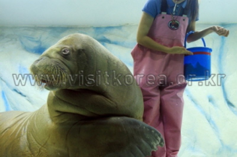 63 Sea World  (4/5)