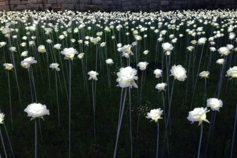World Trade Center Chrysanthemum Festival  (5/6)